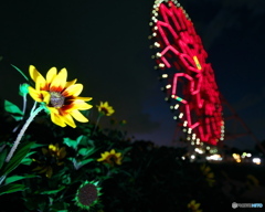 夜のヒマワリ　P1168564