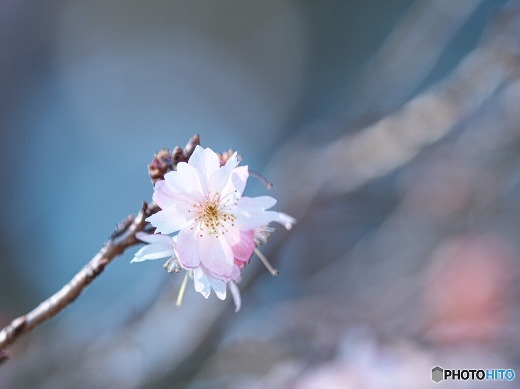 冬桜～ジュウガツザクラ