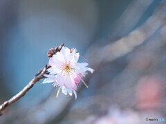 冬桜～ジュウガツザクラ