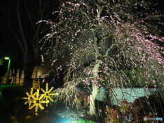 しだれ梅に竹灯り