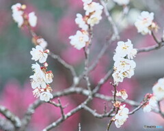 白梅の最後の投稿＃１