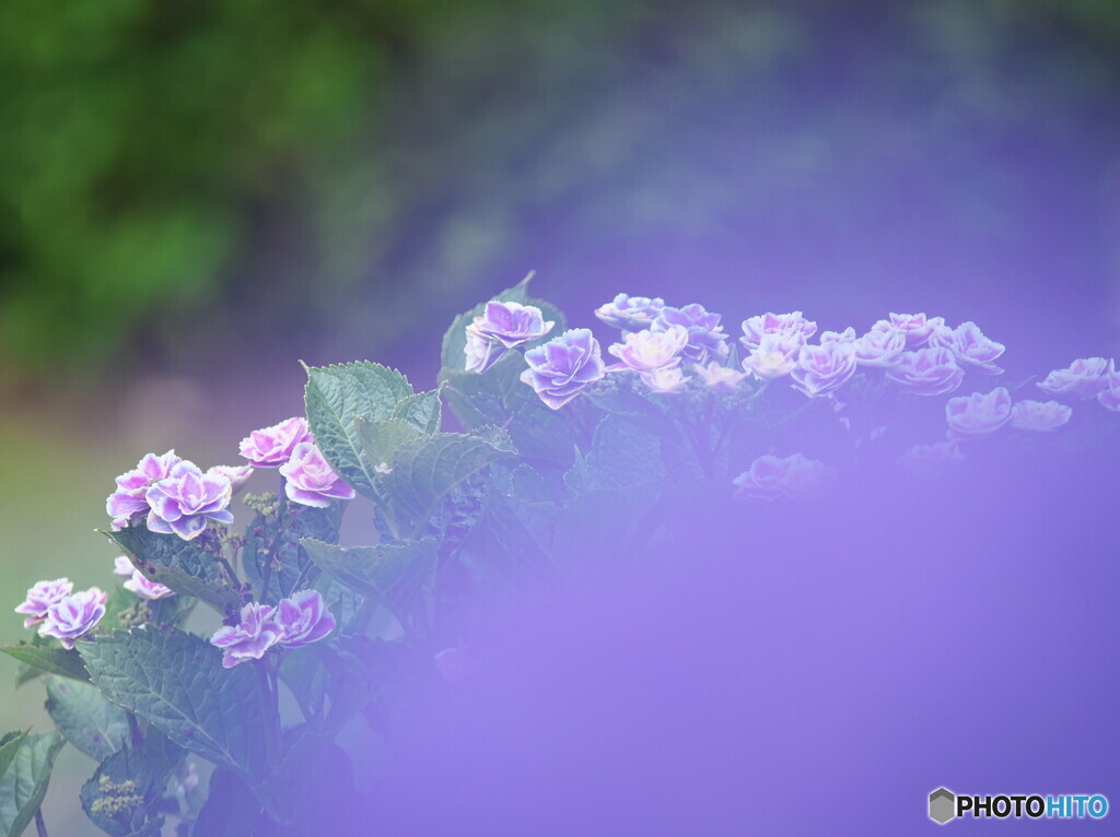 紫のベールを纏う紫陽花＃１