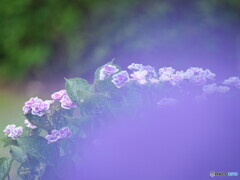 紫のベールを纏う紫陽花＃１