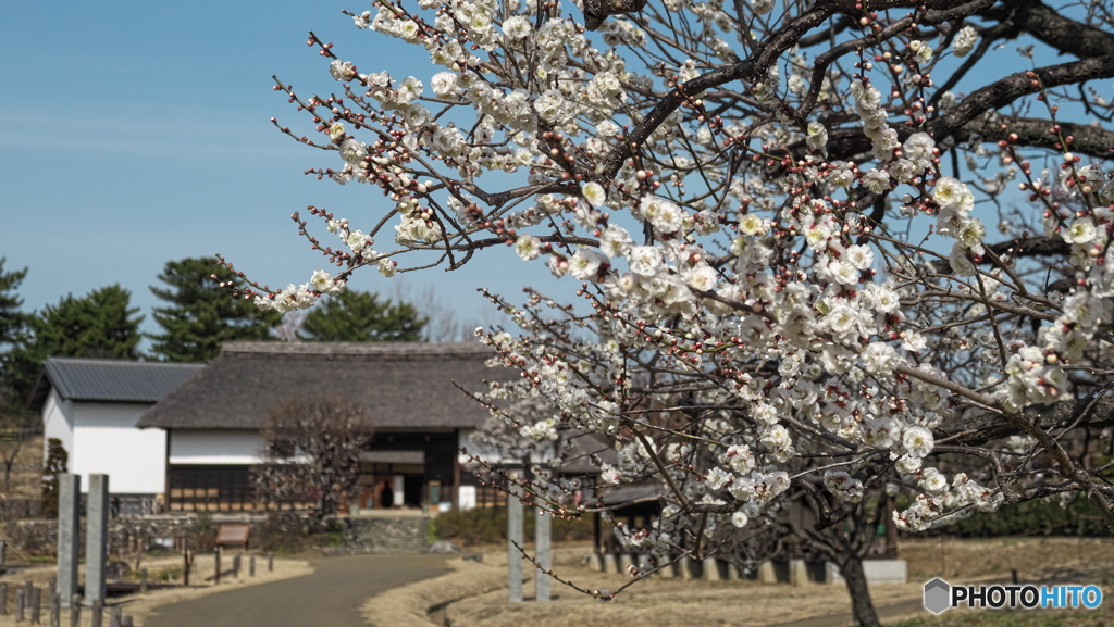 清々しい早春　P1209323