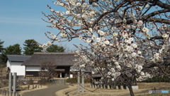 清々しい早春　P1209323