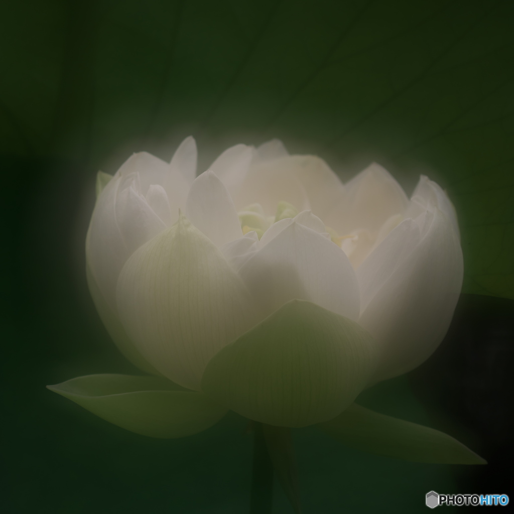 楚々として　P1196769