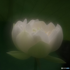 楚々として　P1196769