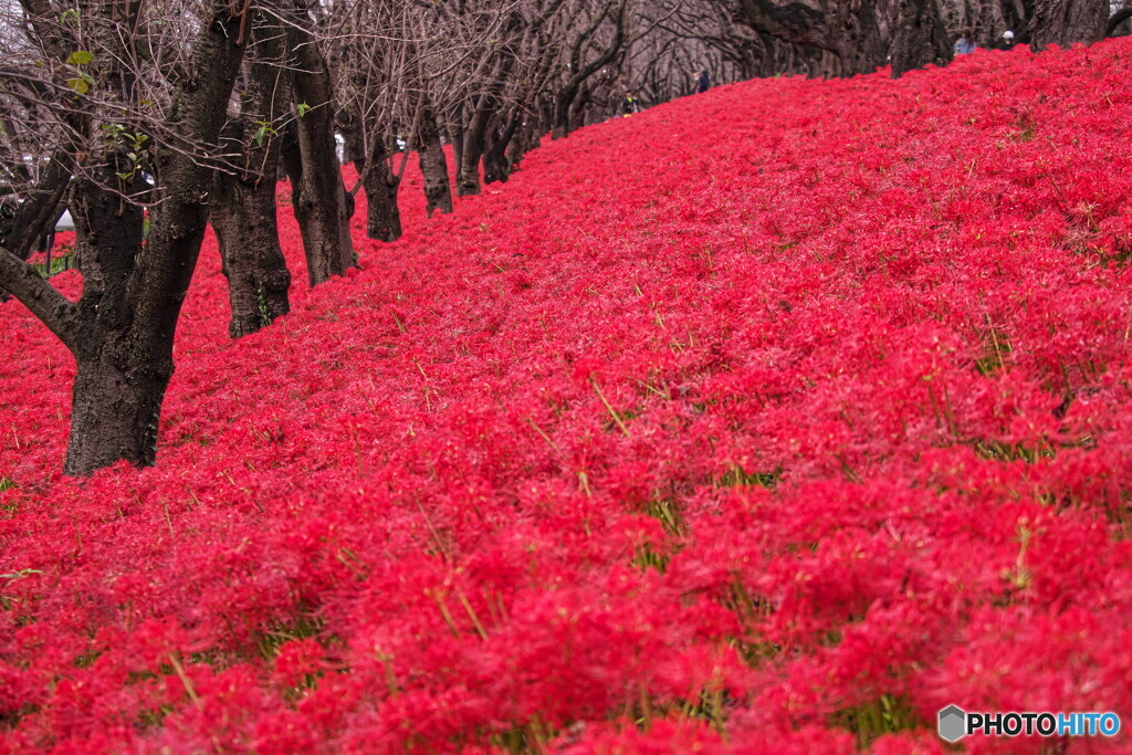 真っ赤な絨毯＃１