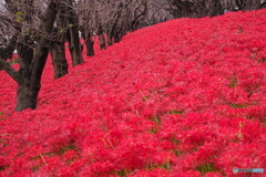 真っ赤な絨毯＃１