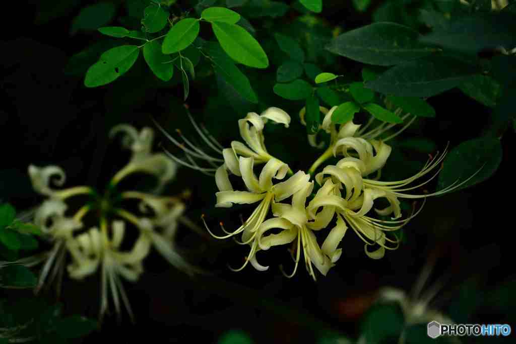 鎌倉宝戒寺の彼岸花～２