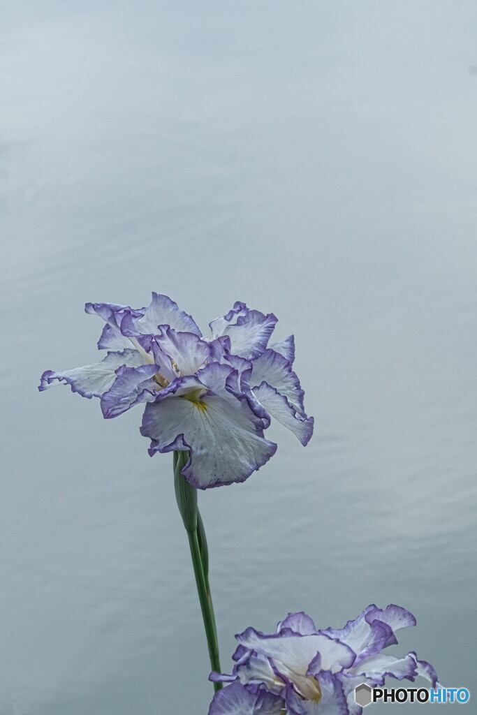 花菖蒲の姿＃１１