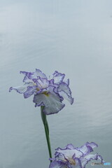 花菖蒲の姿＃１１