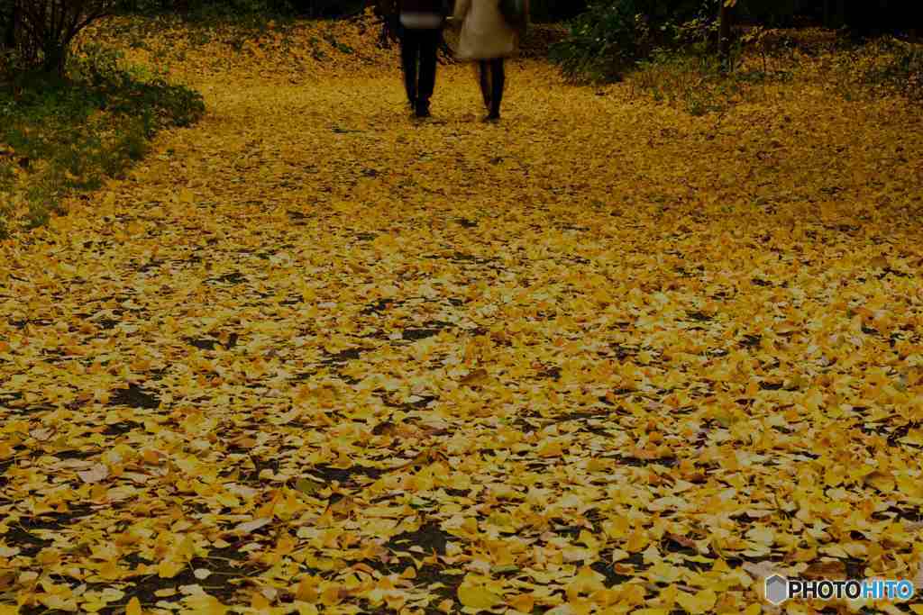 晩秋の新宿御苑その２
