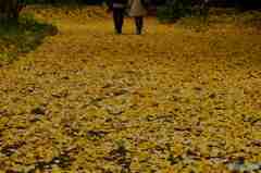 晩秋の新宿御苑その２