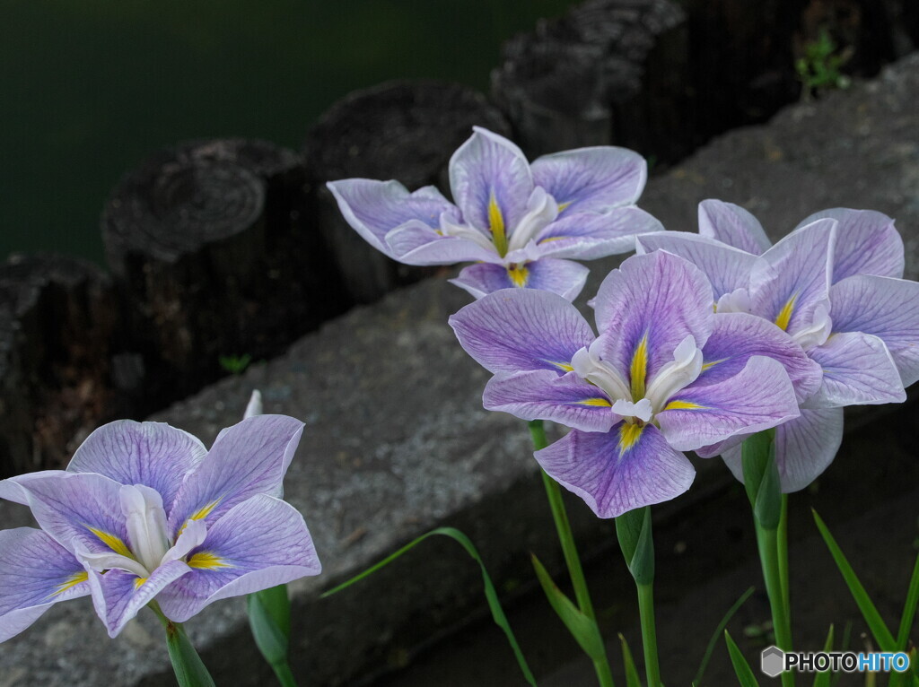 花菖蒲の姿#15