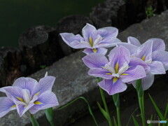 花菖蒲の姿#15