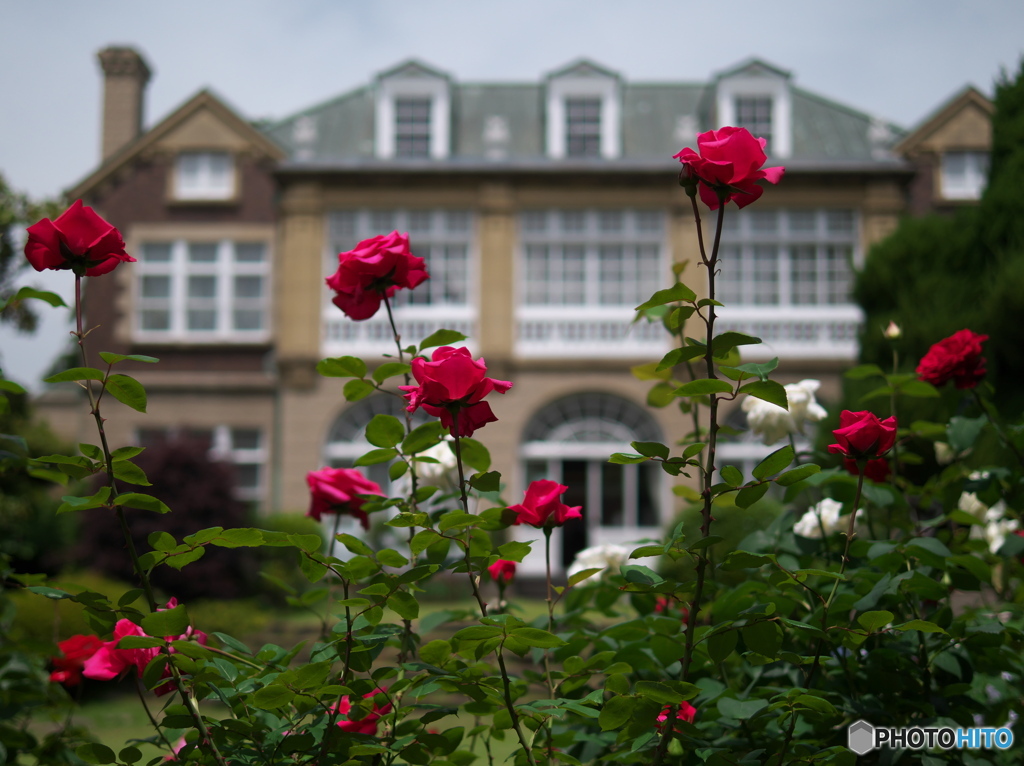 鳩山会館のバラⅡ　P1195878
