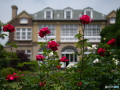 鳩山会館のバラⅡ　P1195878