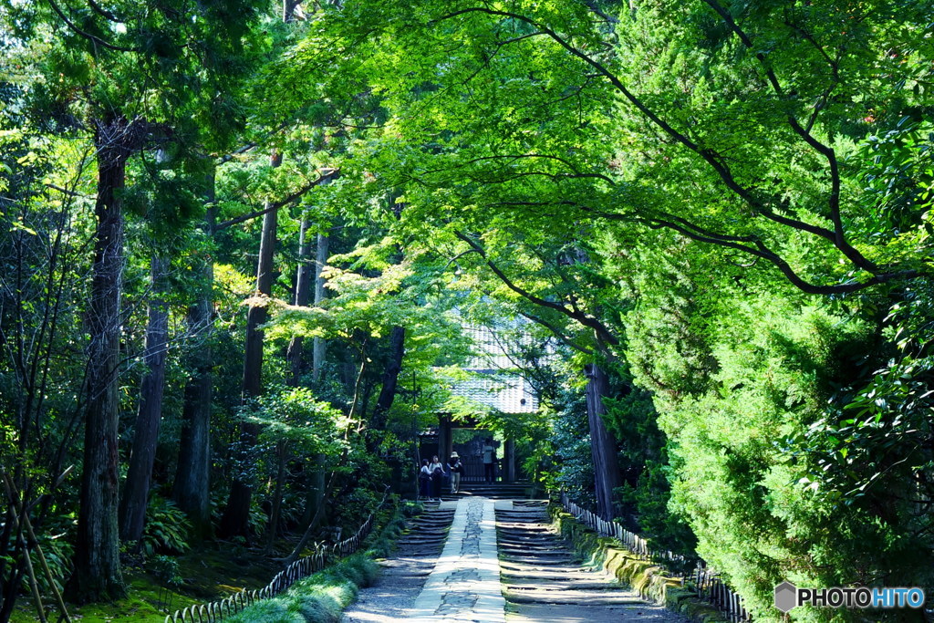 深緑の参道　P1004875