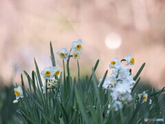 春が待ち遠しい