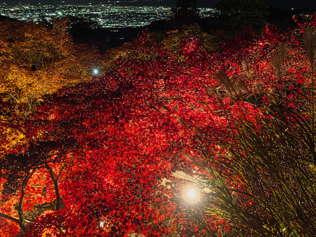 ライトアップされた紅葉＃２