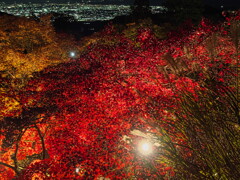 ライトアップされた紅葉＃２
