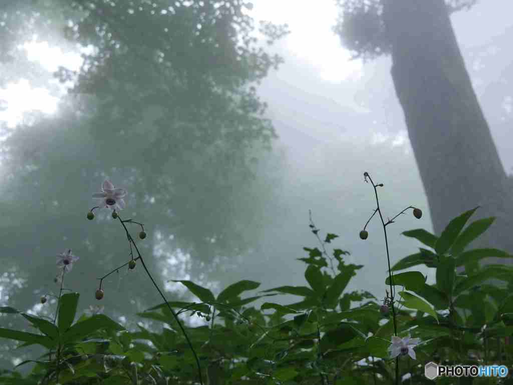 こんなところに咲いていました