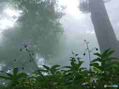 こんなところに咲いていました