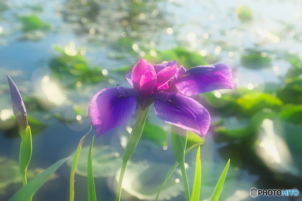 花菖蒲＃２