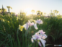花菖蒲の姿＃３