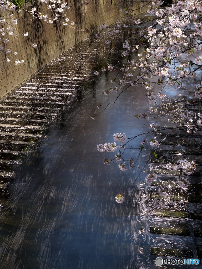 花筏其の2　P1156095