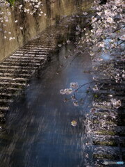 花筏其の2　P1156095