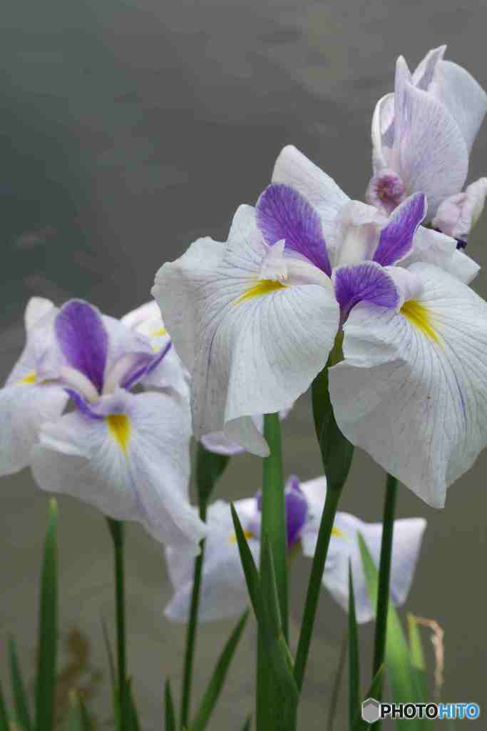 新宿御苑の花菖蒲～２