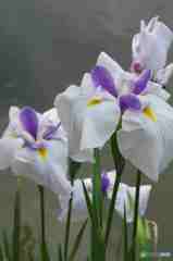 新宿御苑の花菖蒲～２