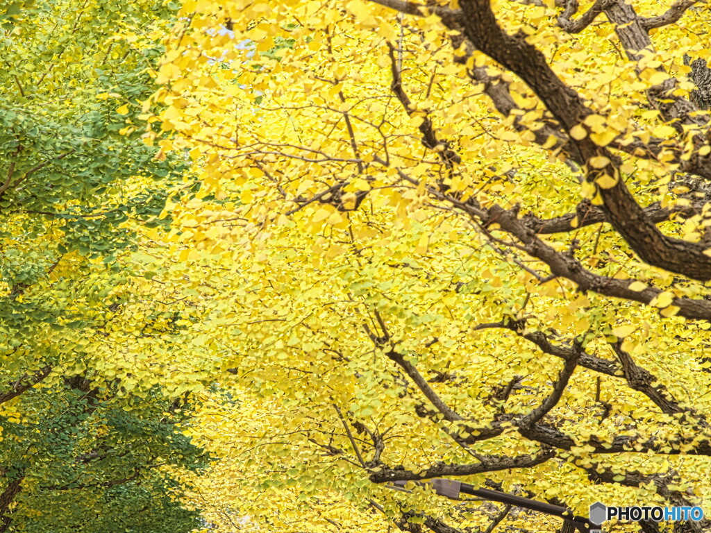 黄色のグラデーション＃２