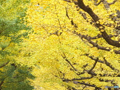 黄色のグラデーション＃２