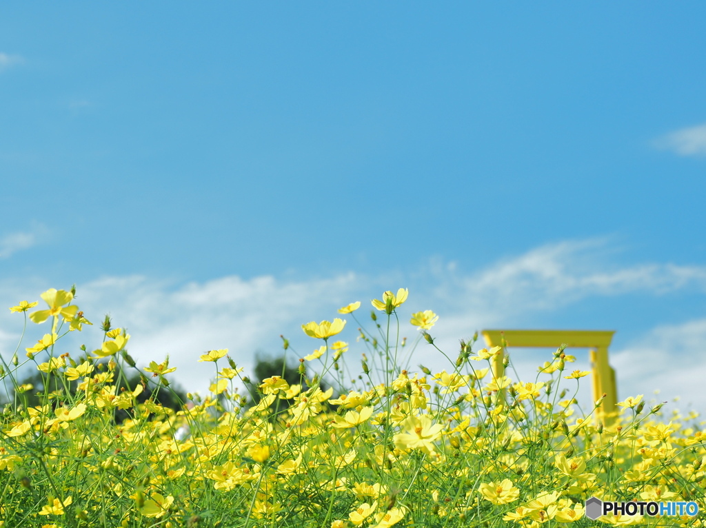 レモンブライトの輝き　P9243671