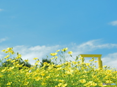 レモンブライトの輝き　P9243671