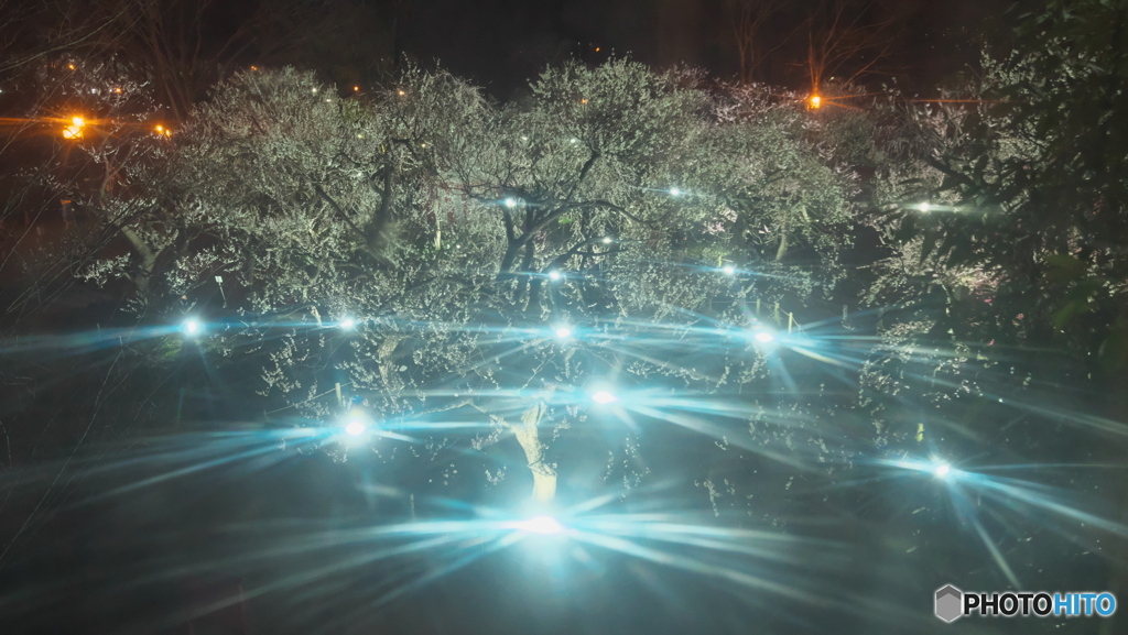 夜の梅園
