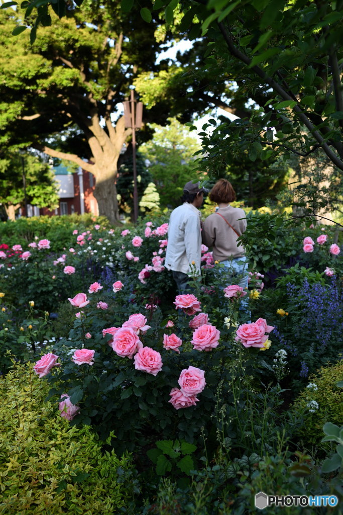 うまく撮れた？　DSC_9260