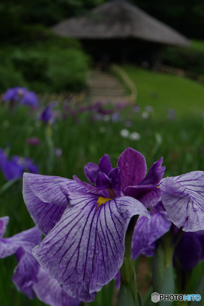 日本式　P1040541