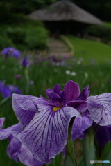 日本式　P1040541