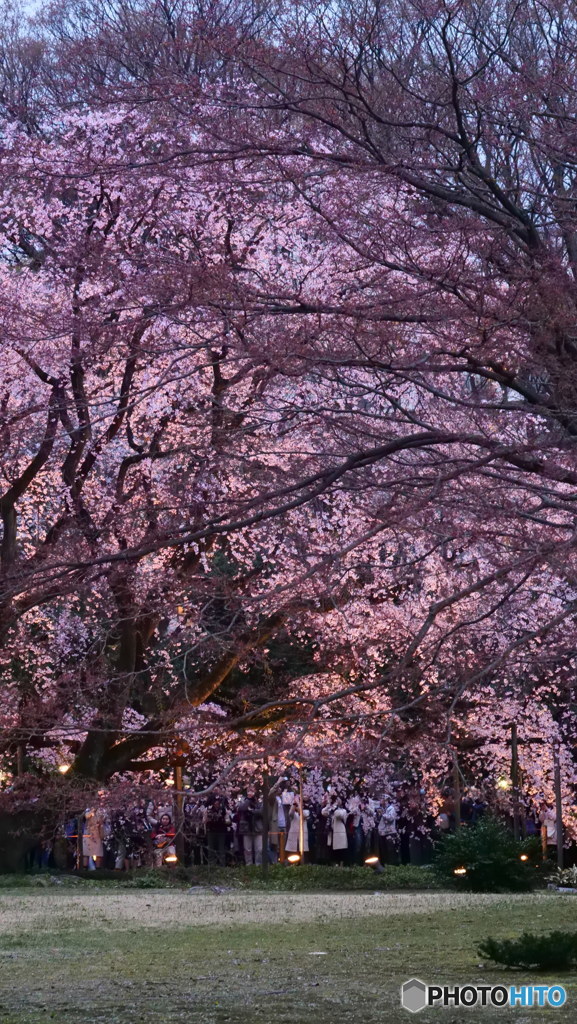 枝垂桜一本勝負　P1054356