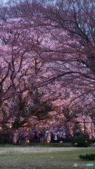 枝垂桜一本勝負　P1054356