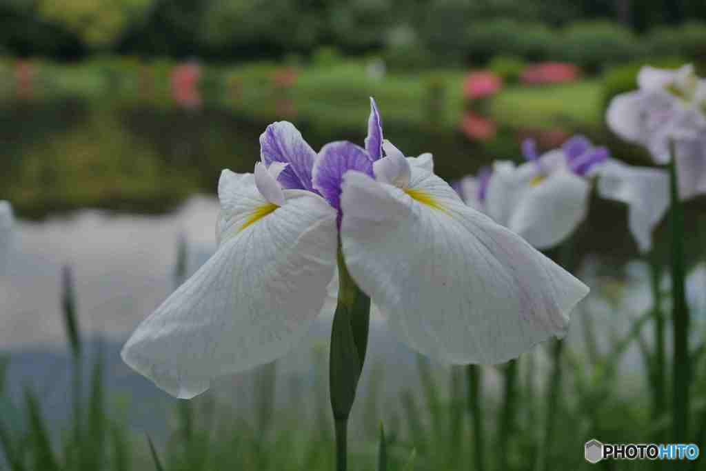 池をバックに～２