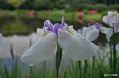 池をバックに～２