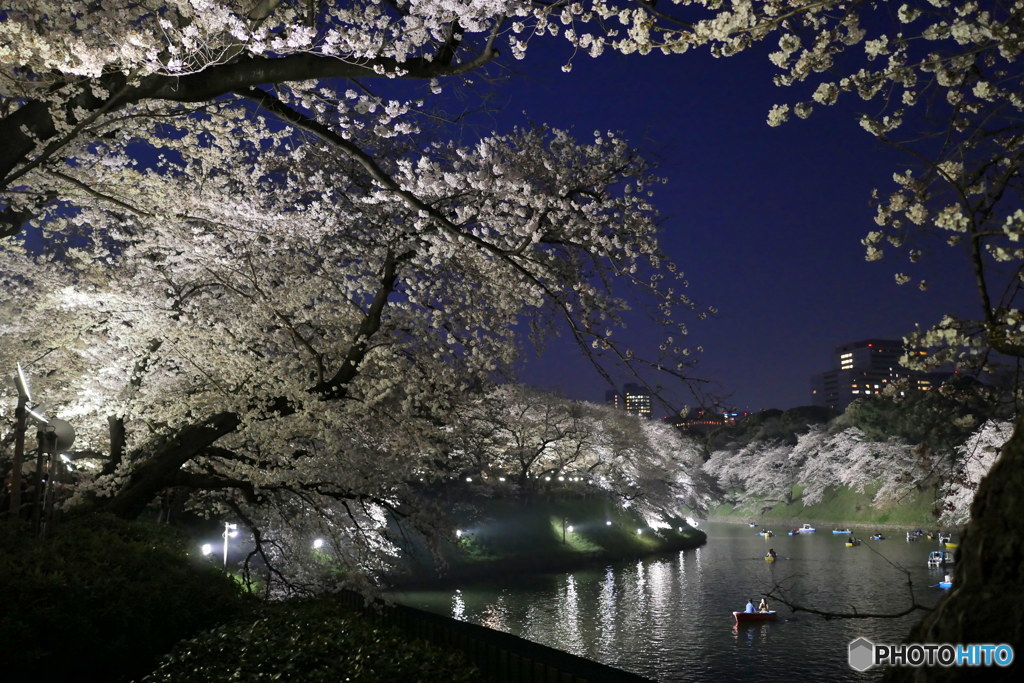夜桜の輝き　P1100167