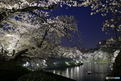 夜桜の輝き　P1100167