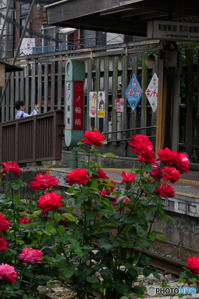 レトロな看板とバラ　P1110684
