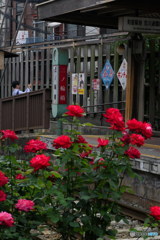 レトロな看板とバラ　P1110684